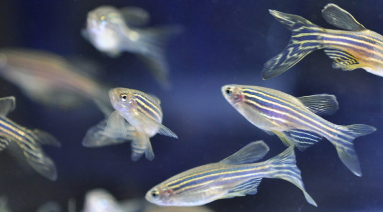 zebrafish sanger group